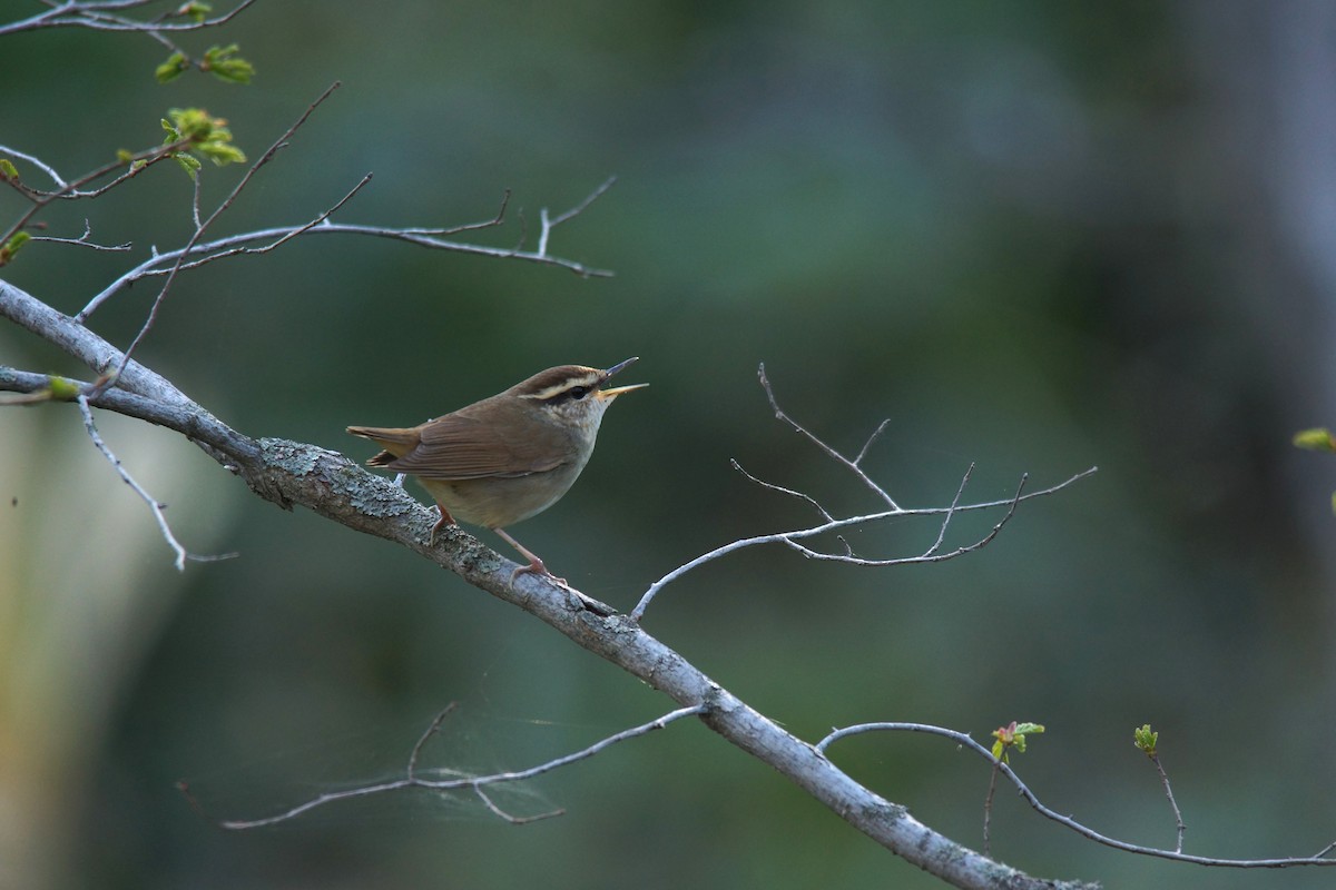 Asian Stubtail - ML646741648