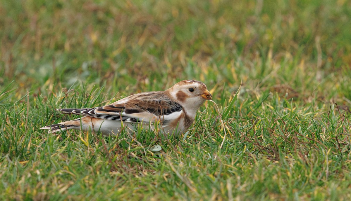 Snow Bunting - ML646741649