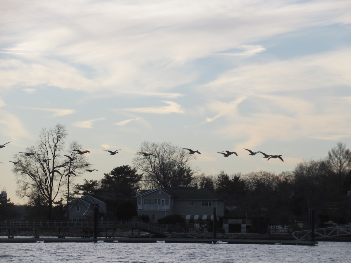 Canada Goose - ML646741650