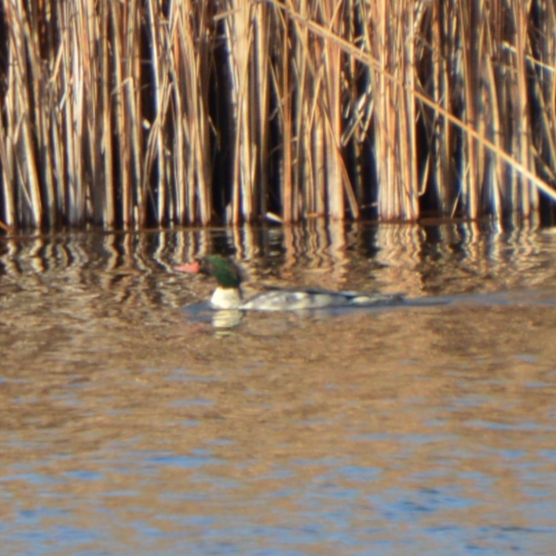 Common Merganser - ML646741651