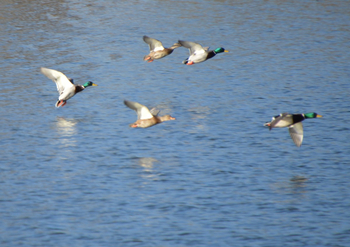 Mallard - ML646741652