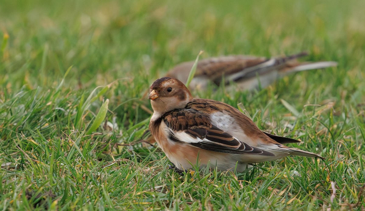 Snow Bunting - ML646741653