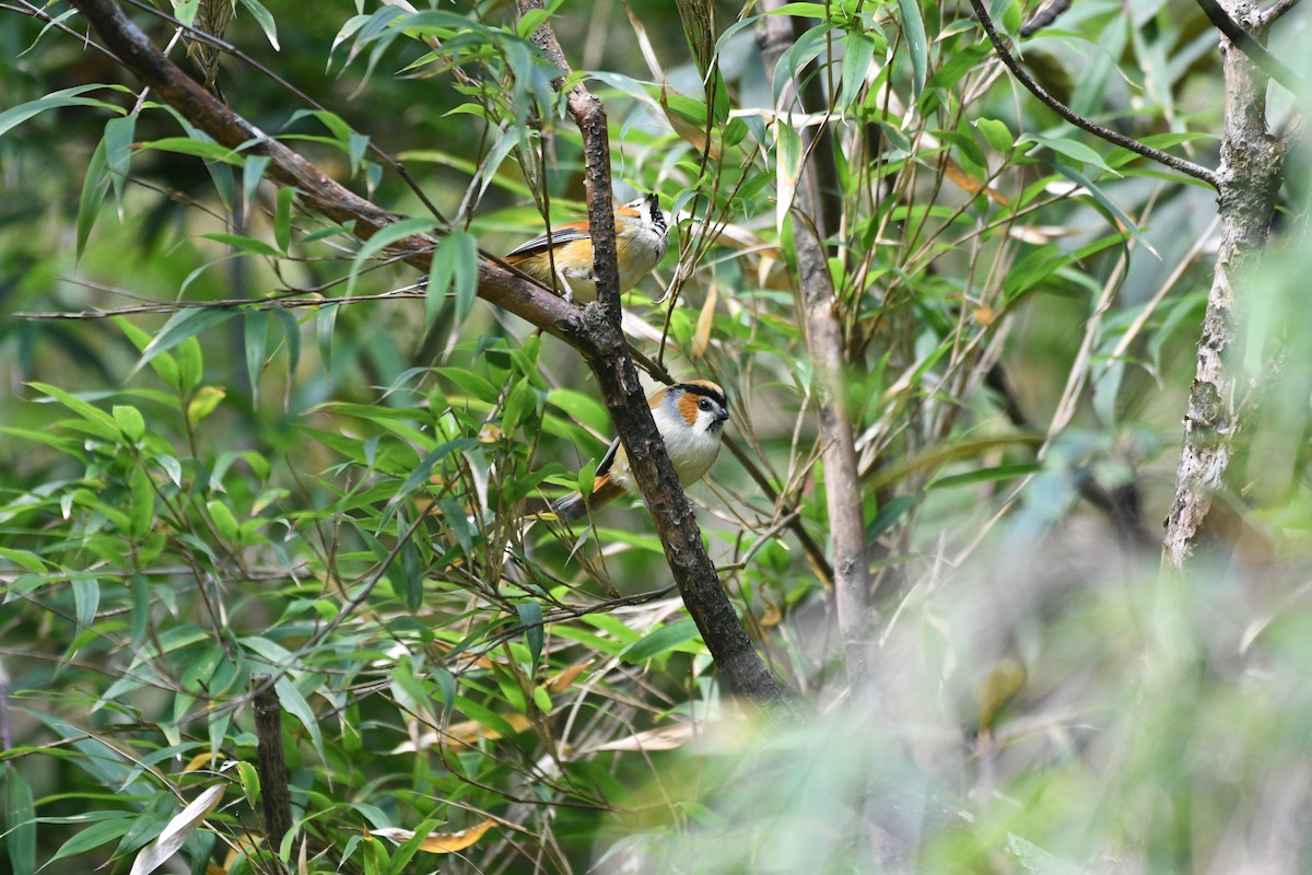 Black-throated Parrotbill - ML646741654