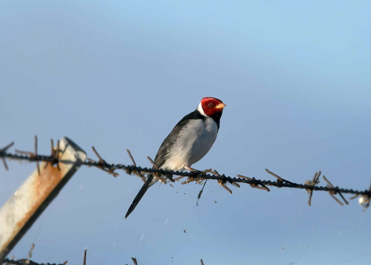 Yellow-billed Cardinal - ML646741655