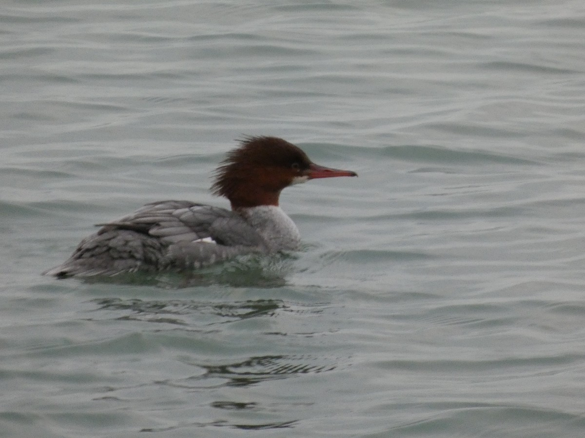 Common Merganser - ML646741656
