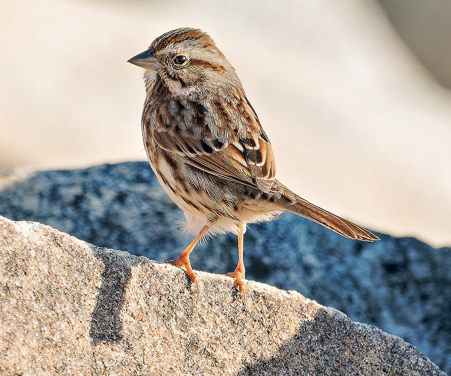 Song Sparrow - ML646741657