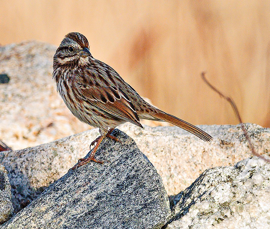 Song Sparrow - ML646741659