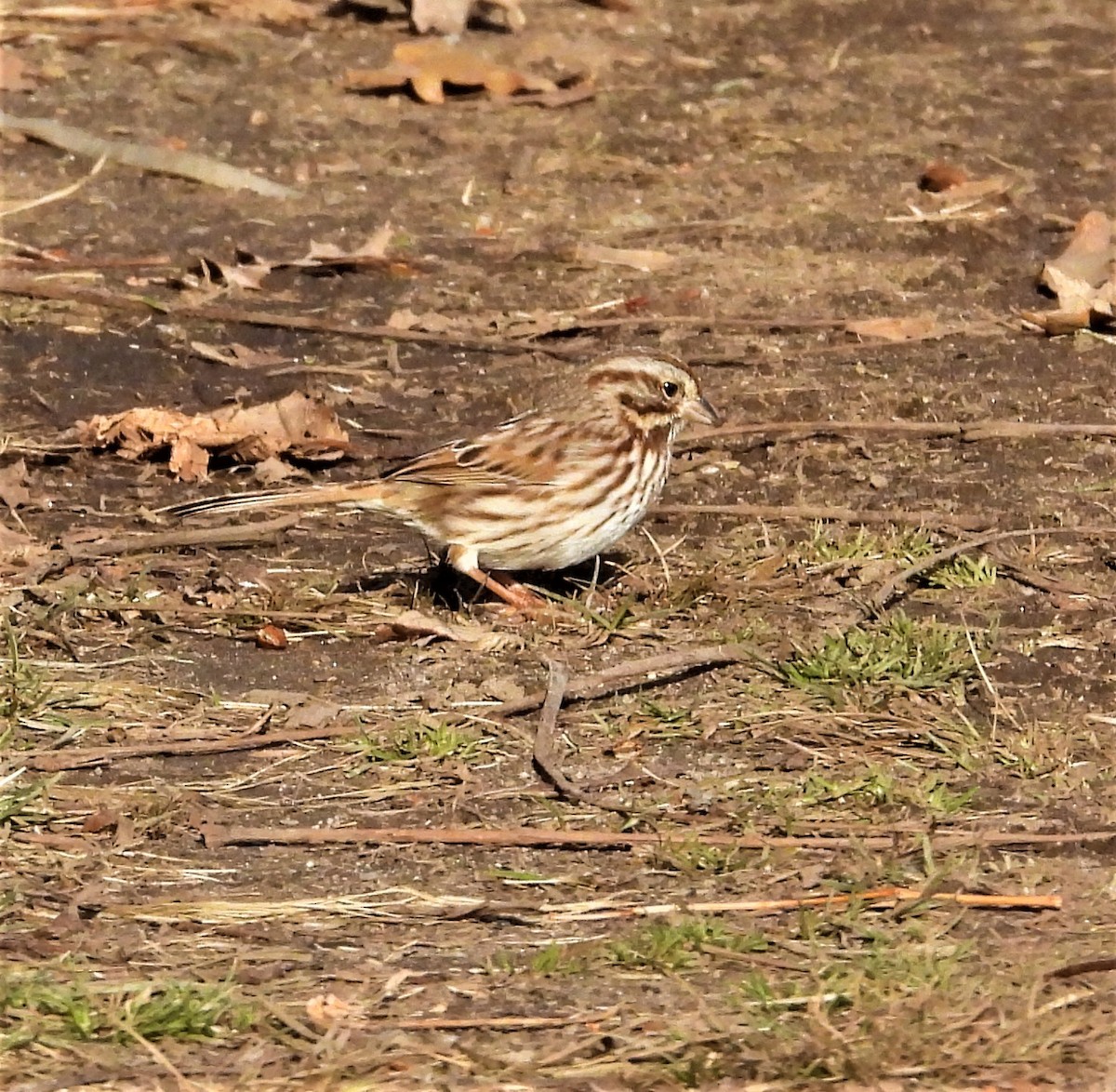 Song Sparrow - ML646741660