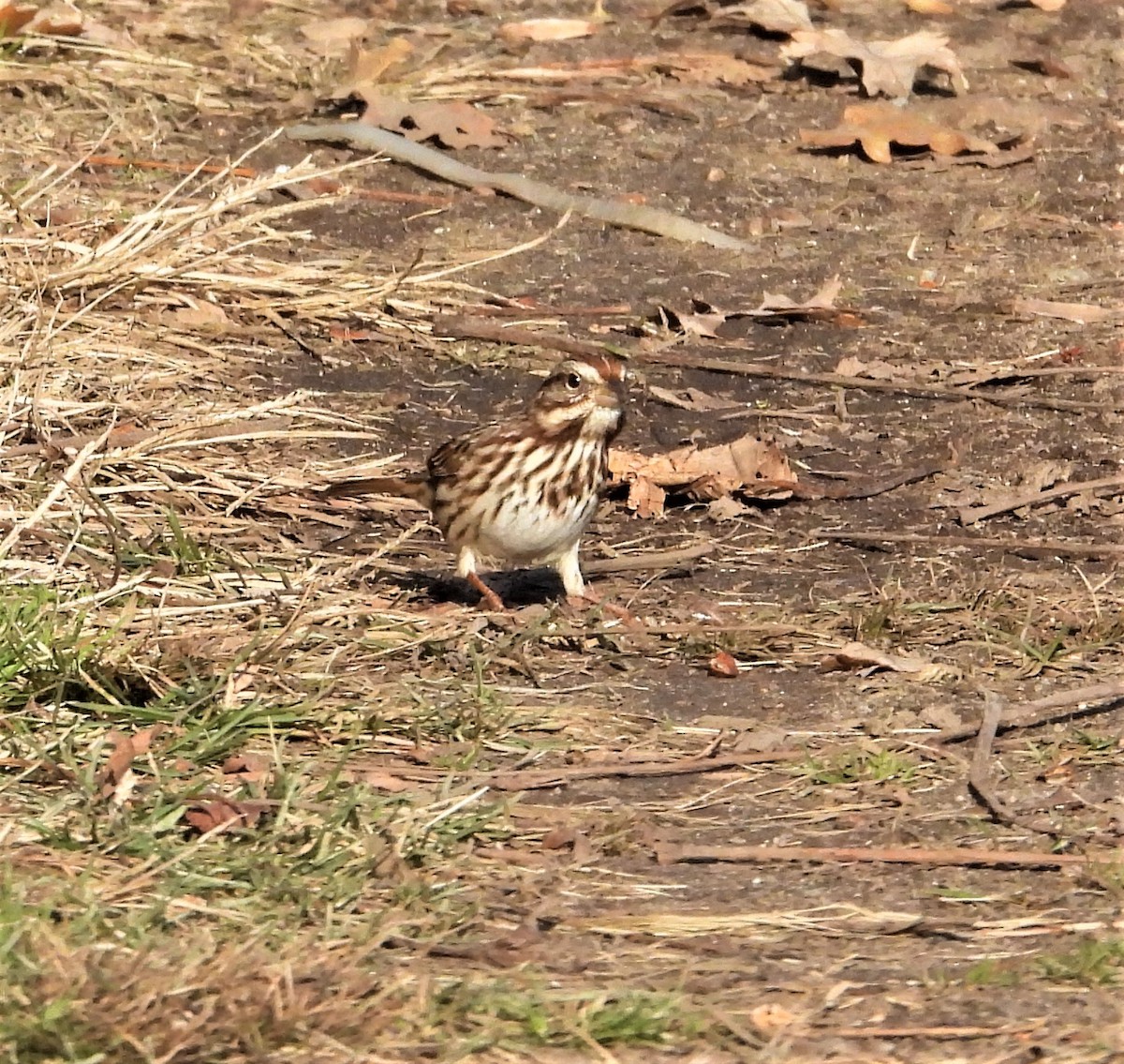 Song Sparrow - ML646741661