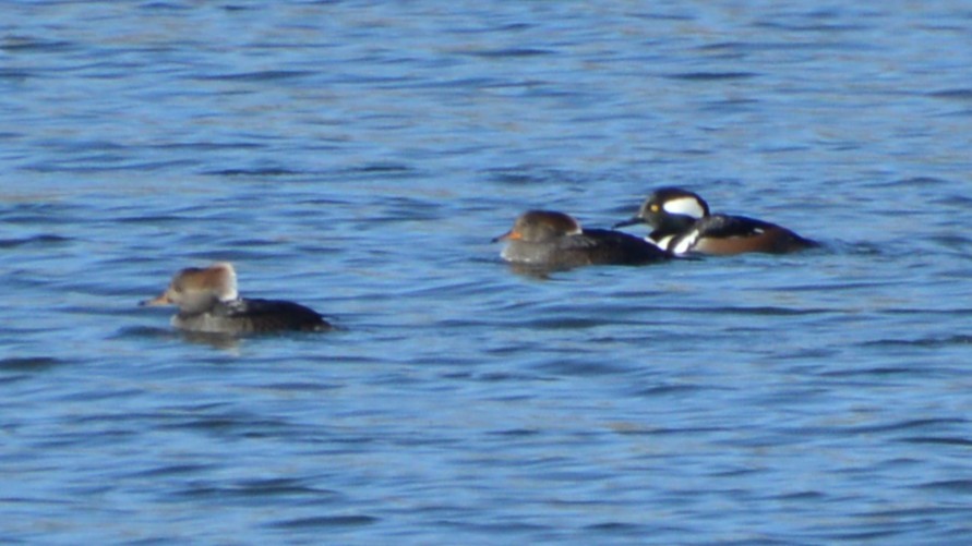 Hooded Merganser - ML646741662