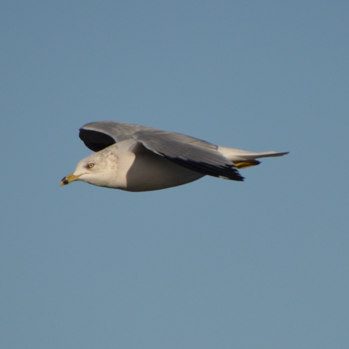 Ring-billed Gull - ML646741663