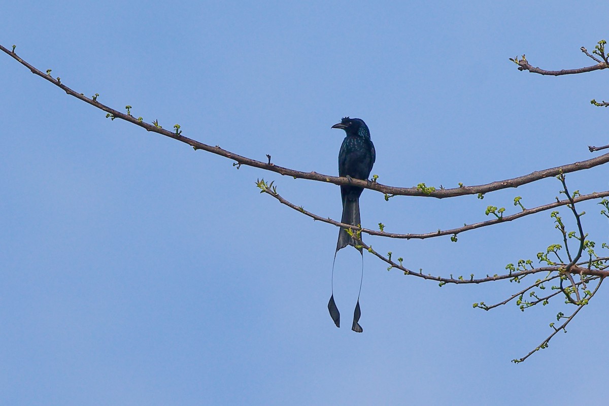 Greater Racket-tailed Drongo - ML646741664