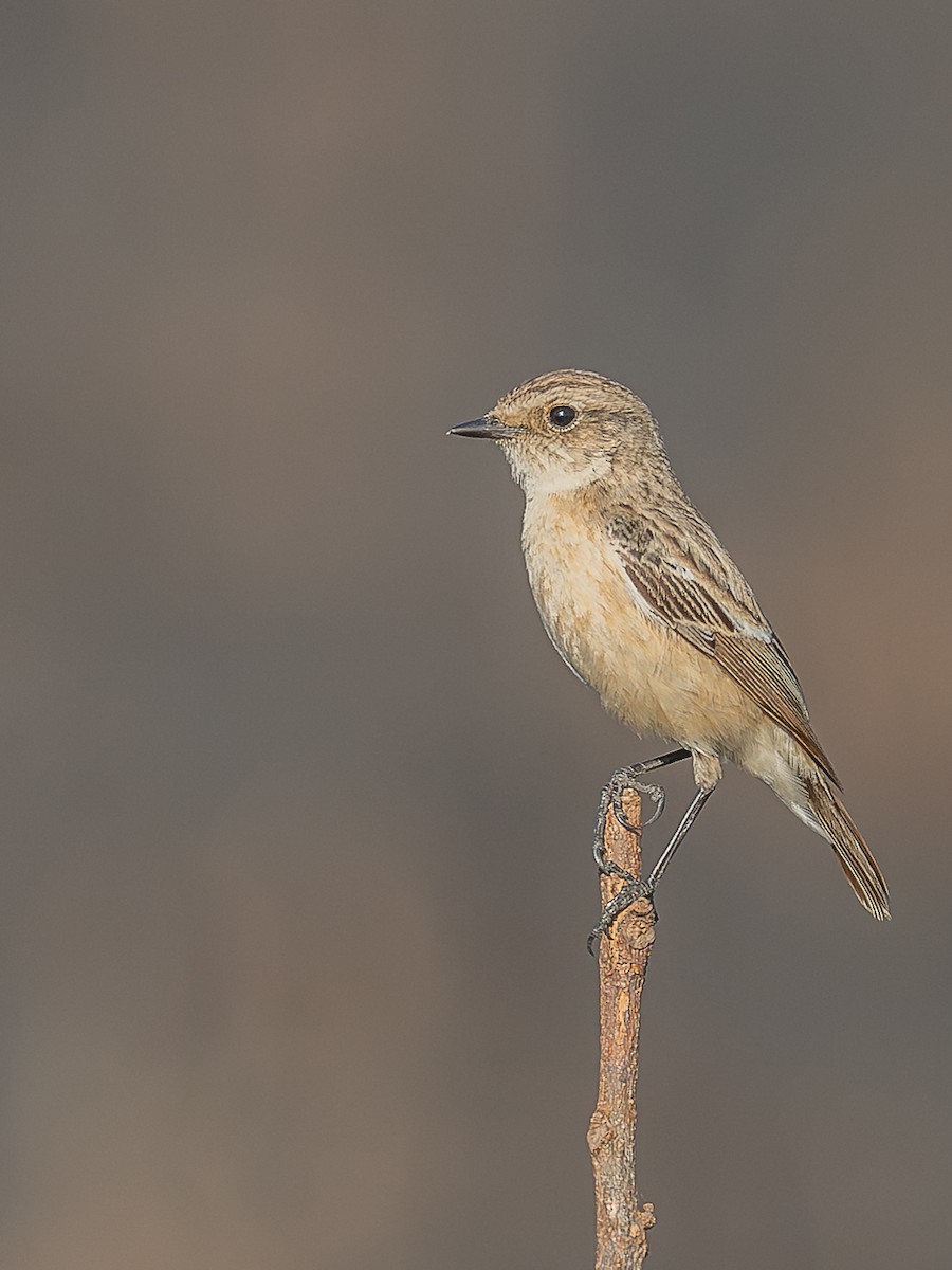 Siberian Stonechat - ML646741665