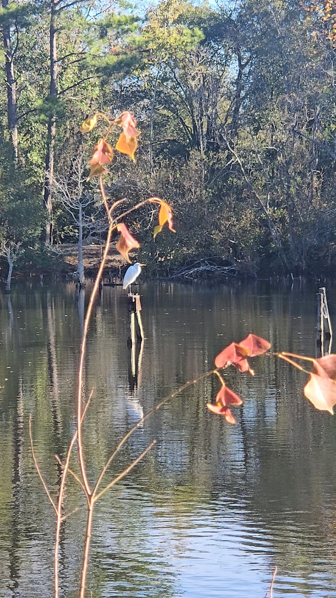 Great Egret (American) - ML646741666