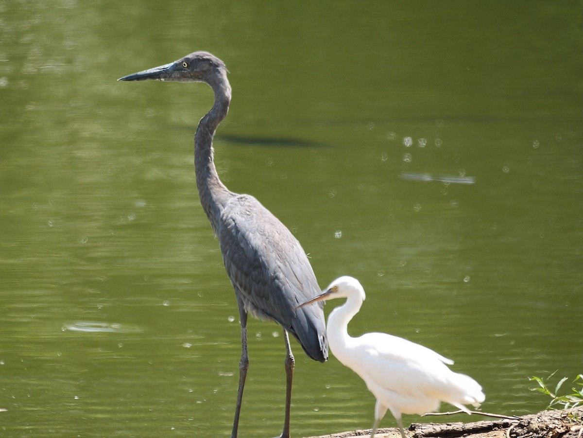 Humblot's Heron - ML646741668