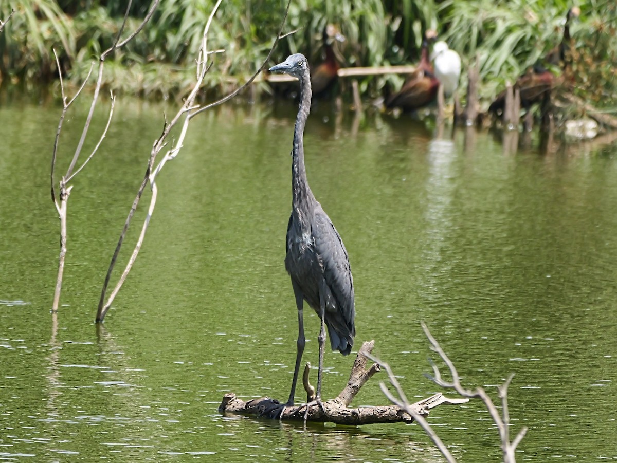 Humblot's Heron - ML646741671