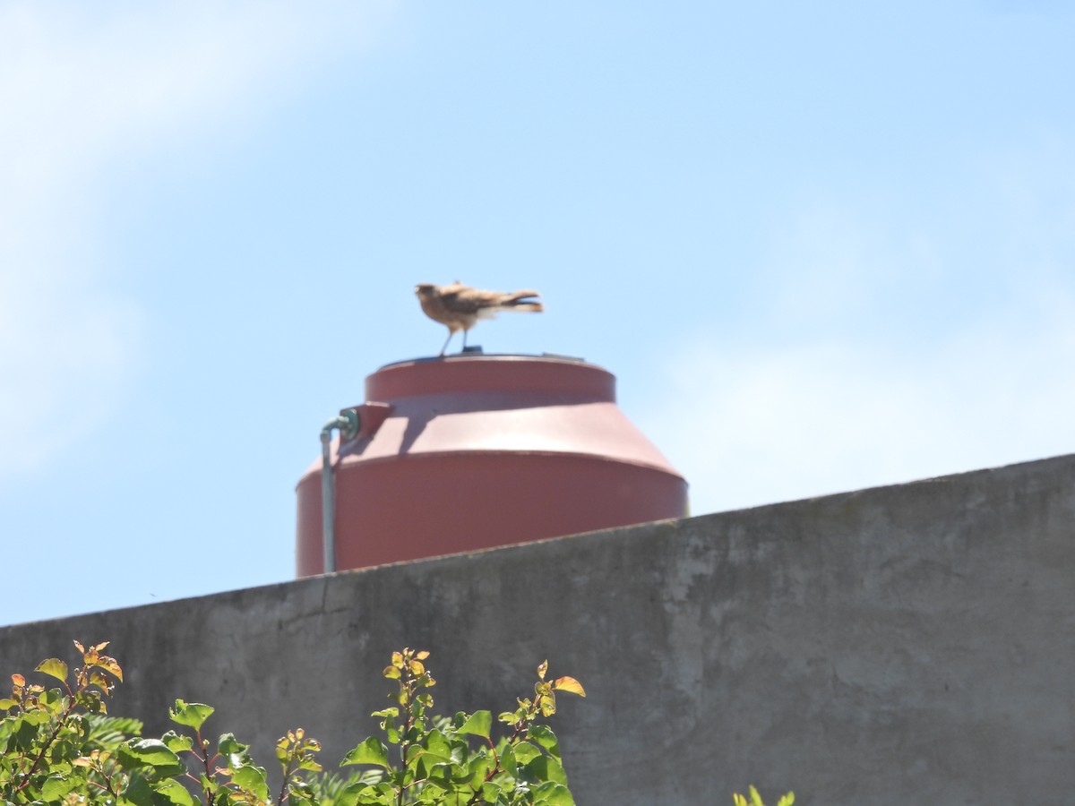 Chimango Caracara - ML646741673