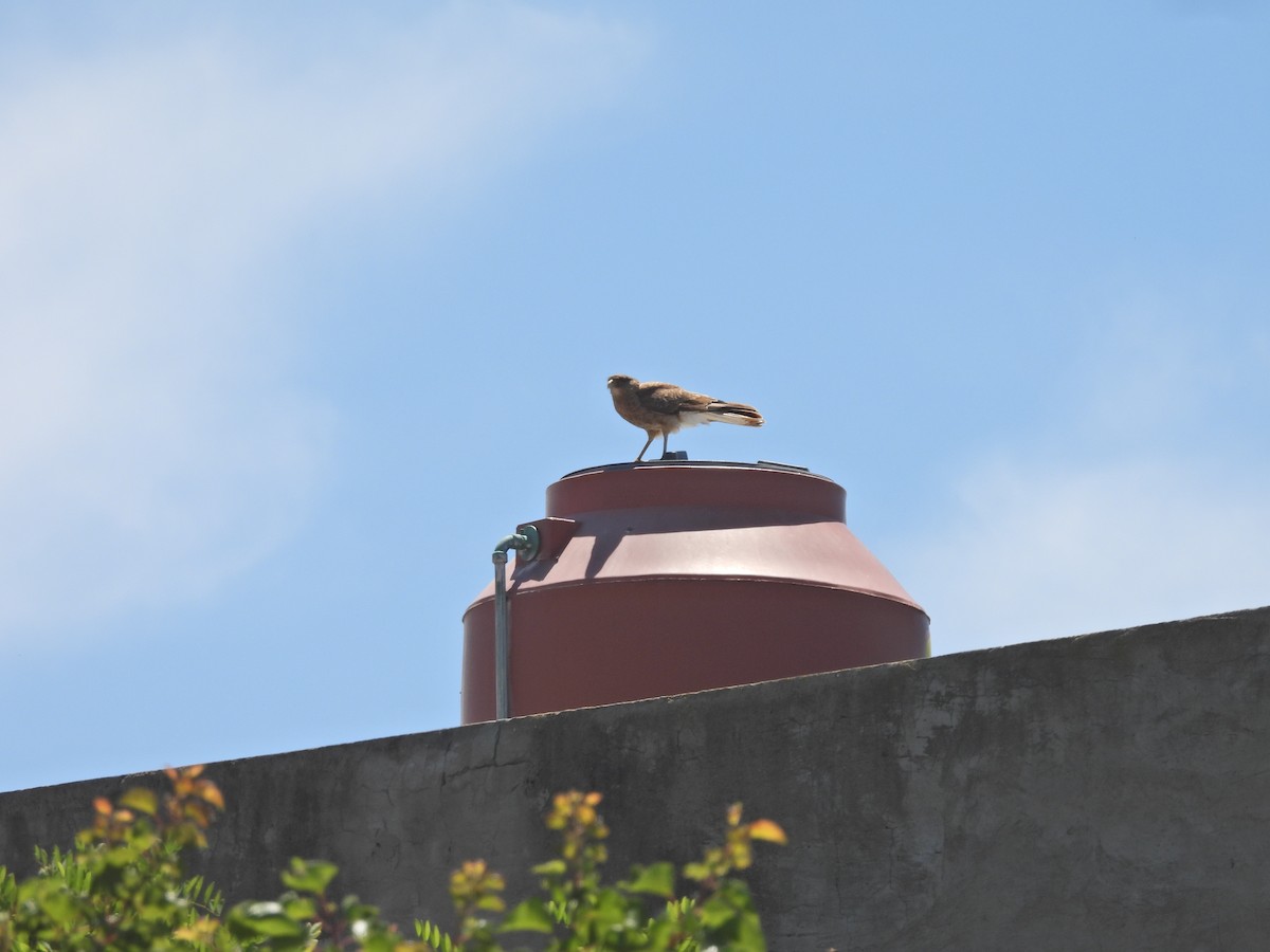 Chimango Caracara - ML646741674