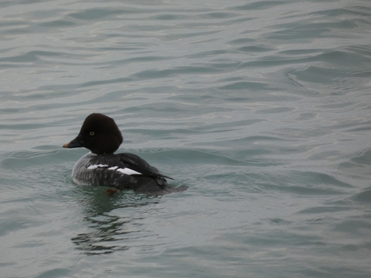 Common Goldeneye - ML646741675