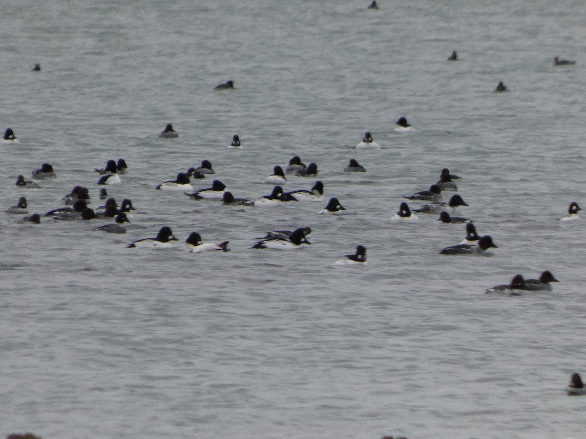 Common Goldeneye - ML646741678