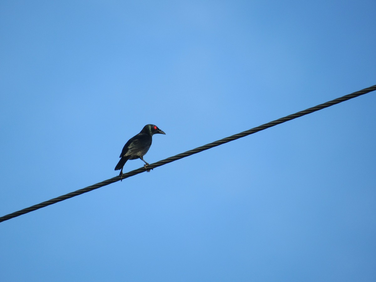 Stourne bronzé - ML646741687