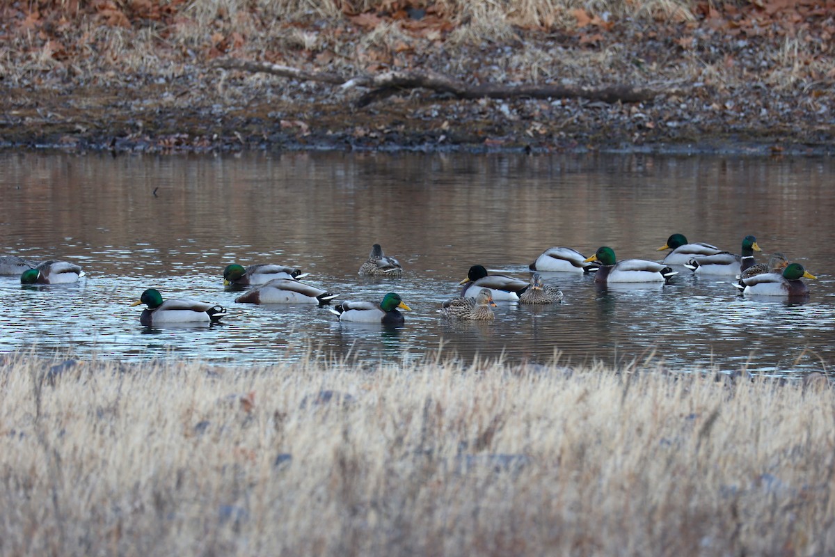 Mallard - ML646741691