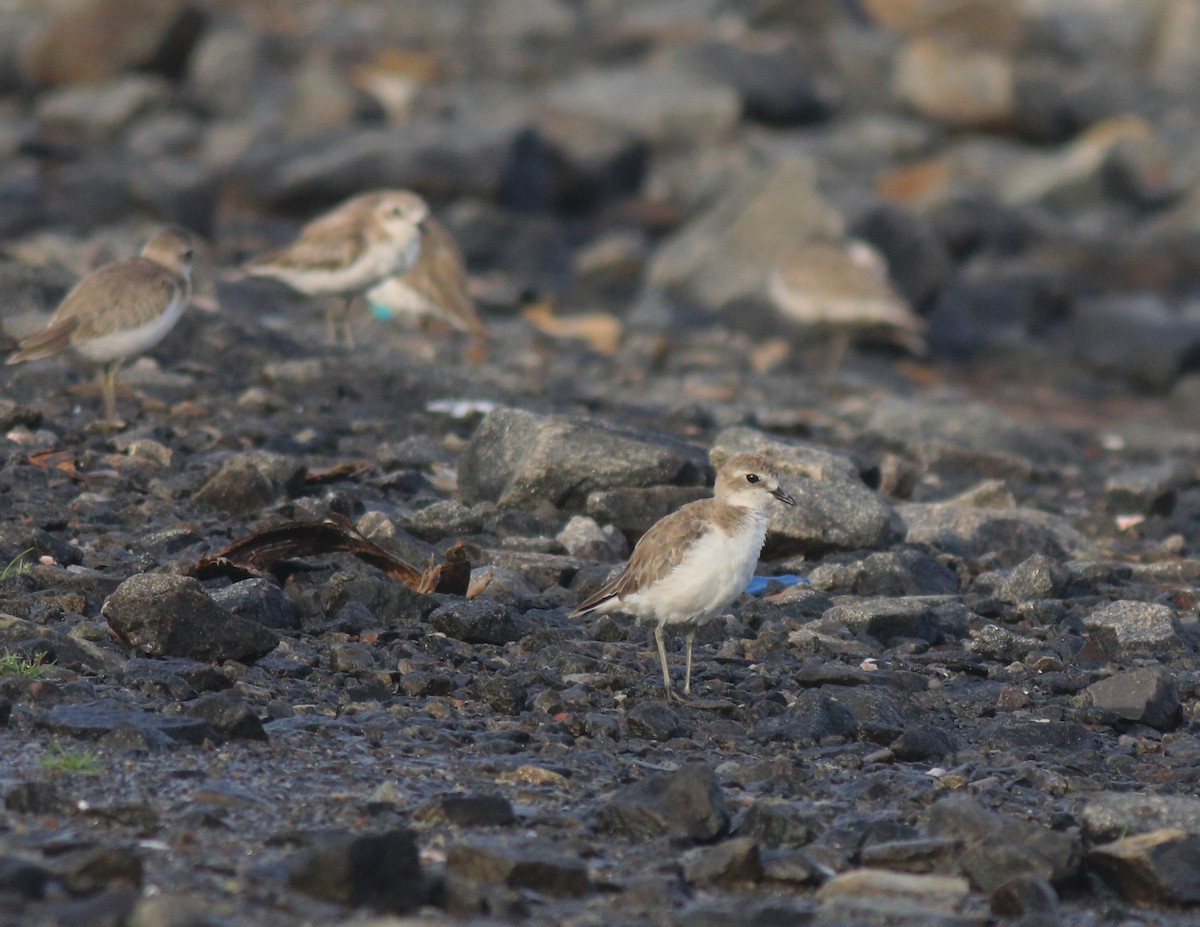 Tibetan Sand-Plover - ML646741692