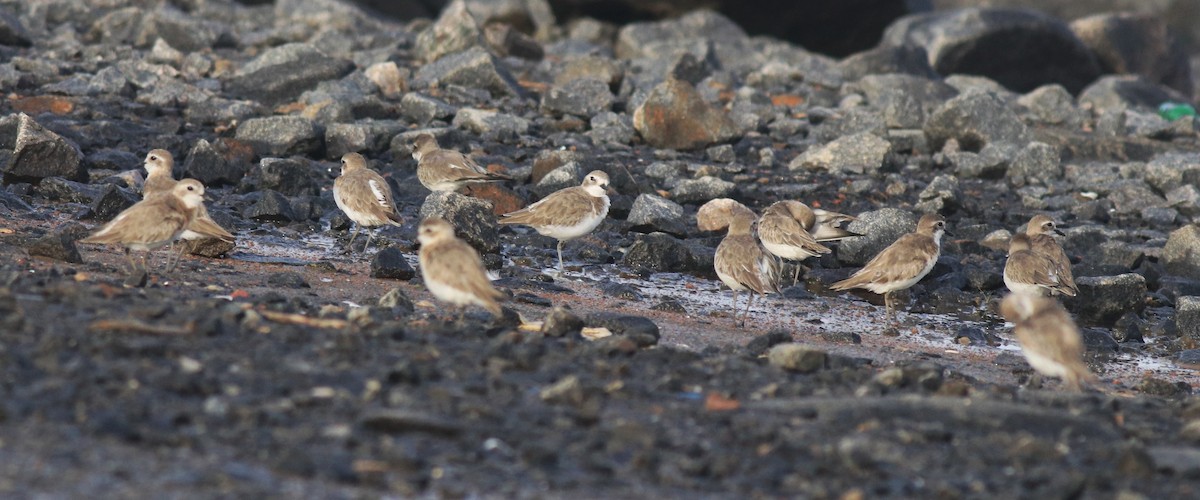Tibetan Sand-Plover - ML646741693