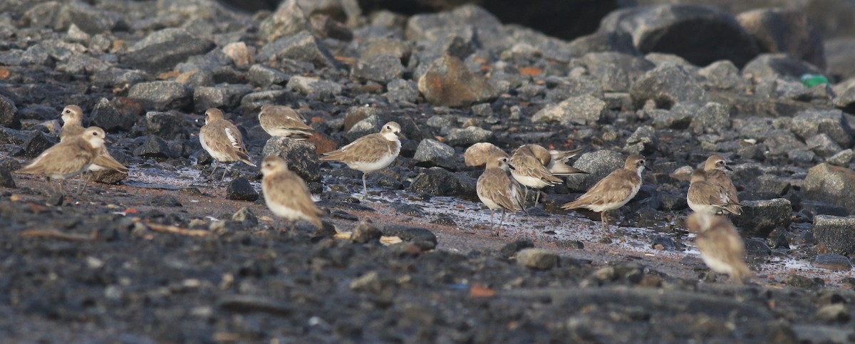 Tibetan Sand-Plover - ML646741694
