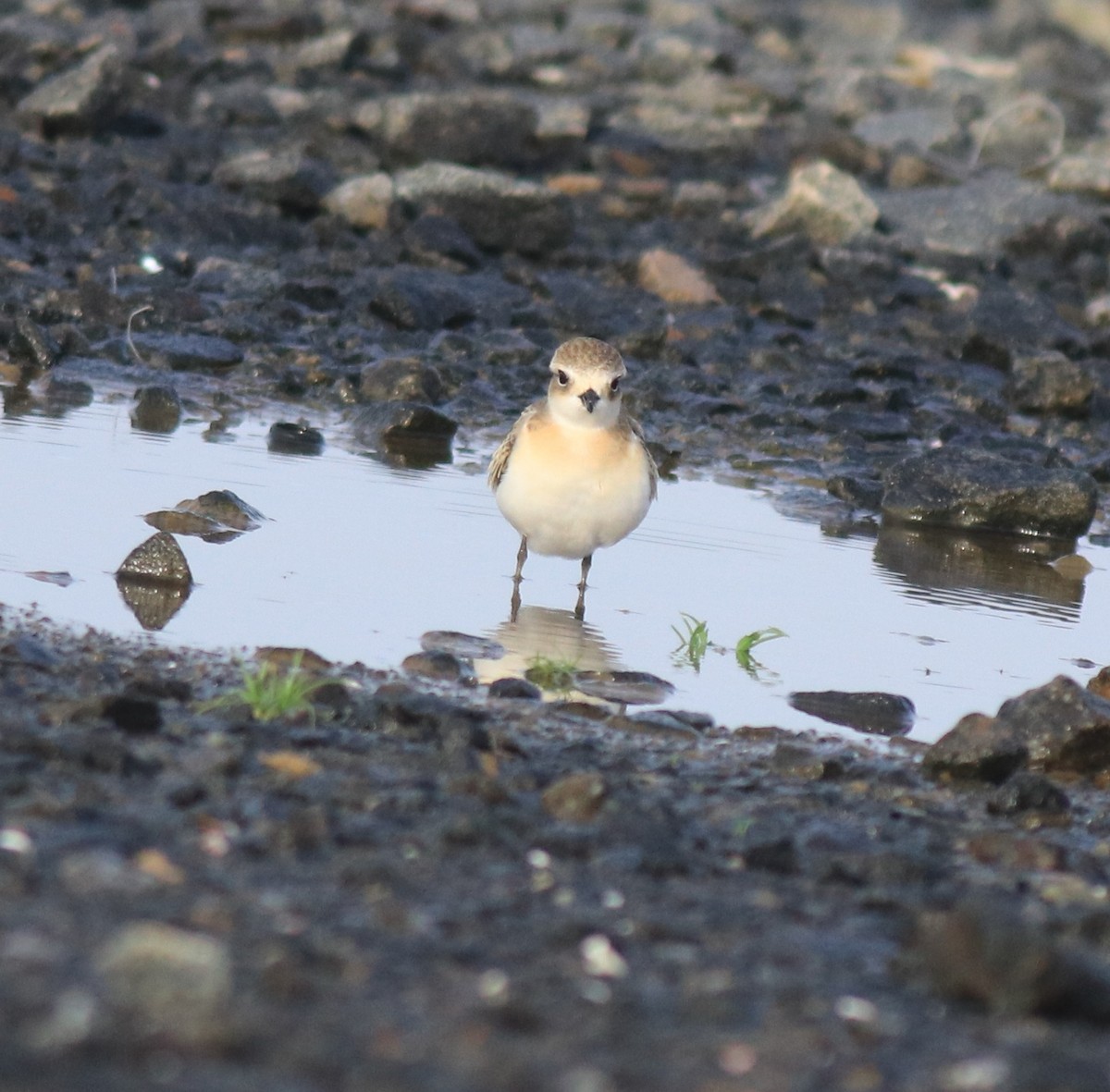 Tibetan Sand-Plover - ML646741695