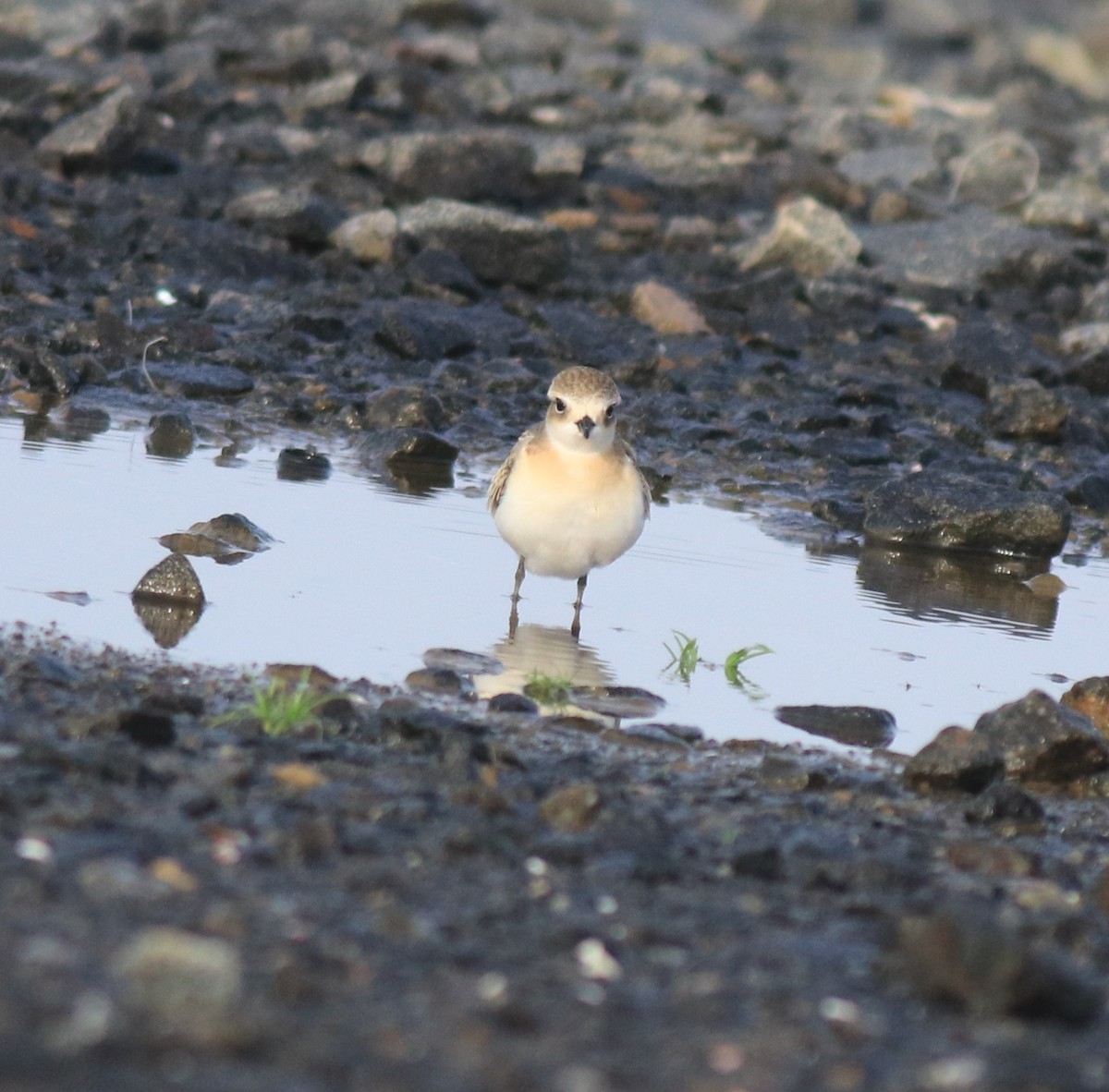 Tibetan Sand-Plover - ML646741696