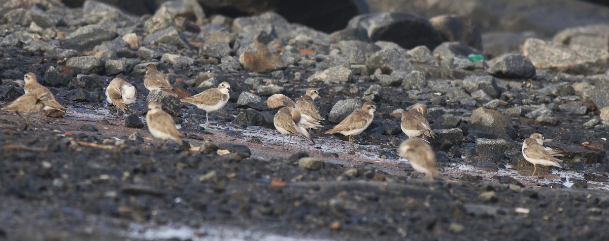 Tibetan Sand-Plover - ML646741697