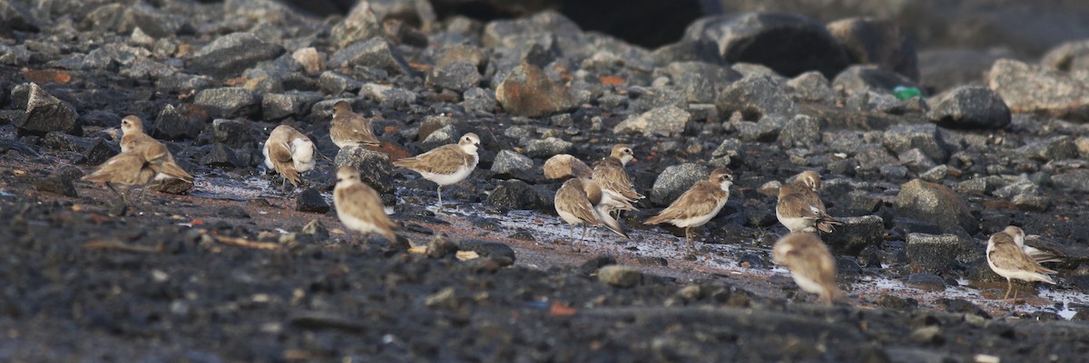 Tibetan Sand-Plover - ML646741698