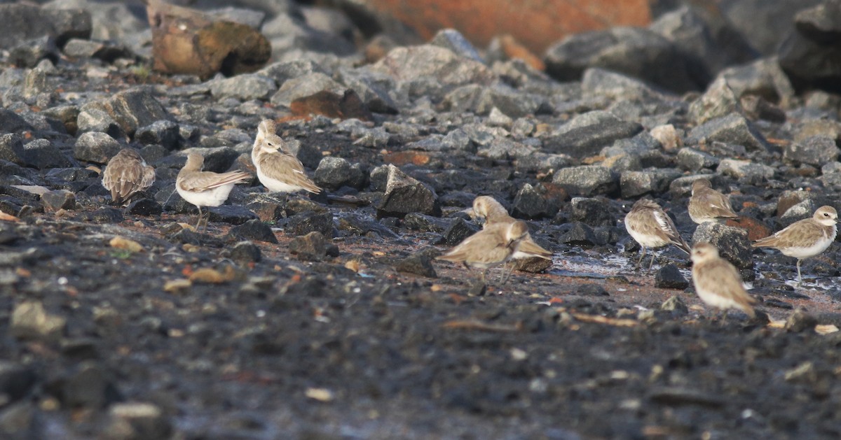 Tibetan Sand-Plover - ML646741699