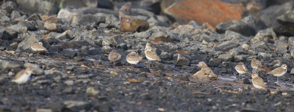 Tibetan Sand-Plover - ML646741700