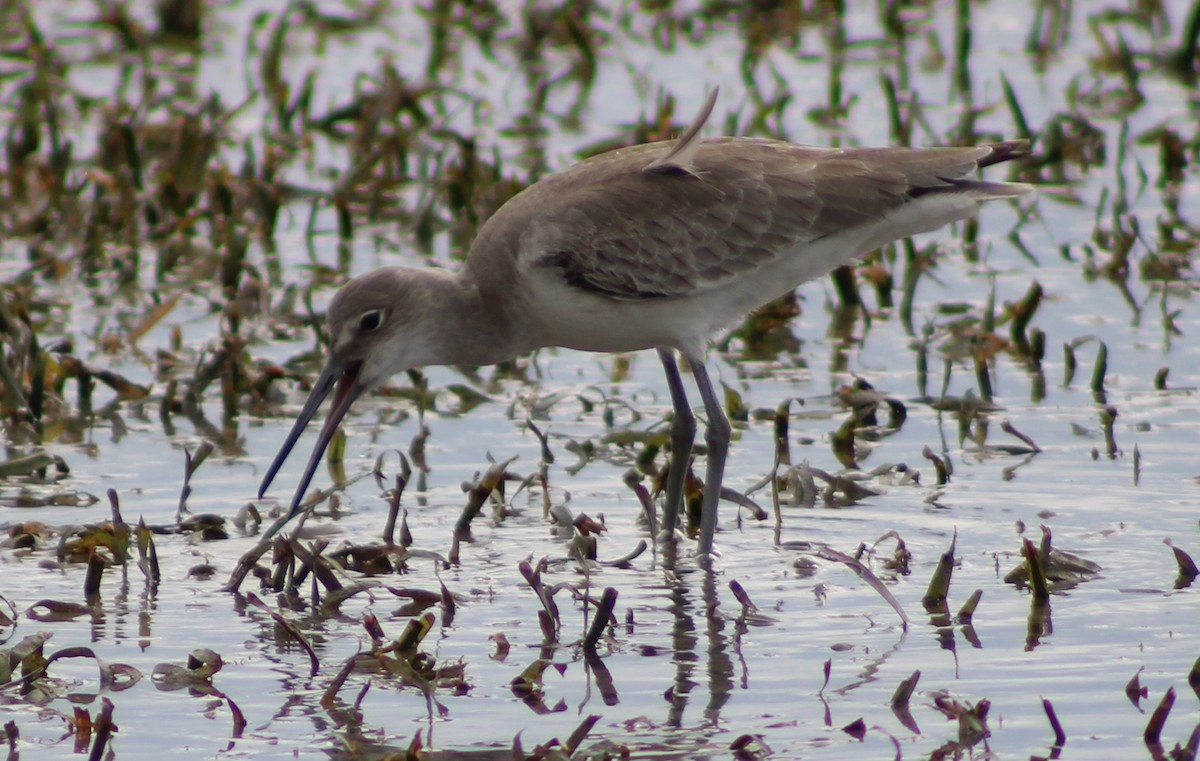 Willet - ML646741701