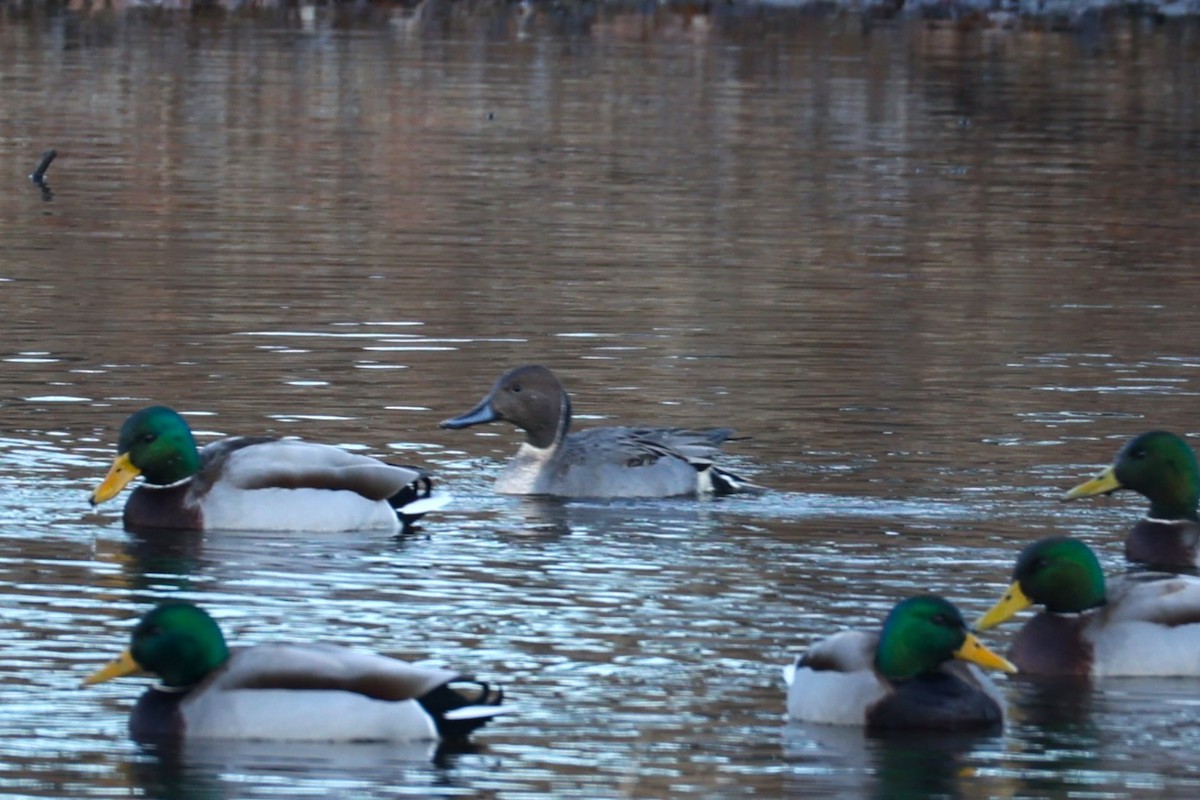 Northern Pintail - ML646741702