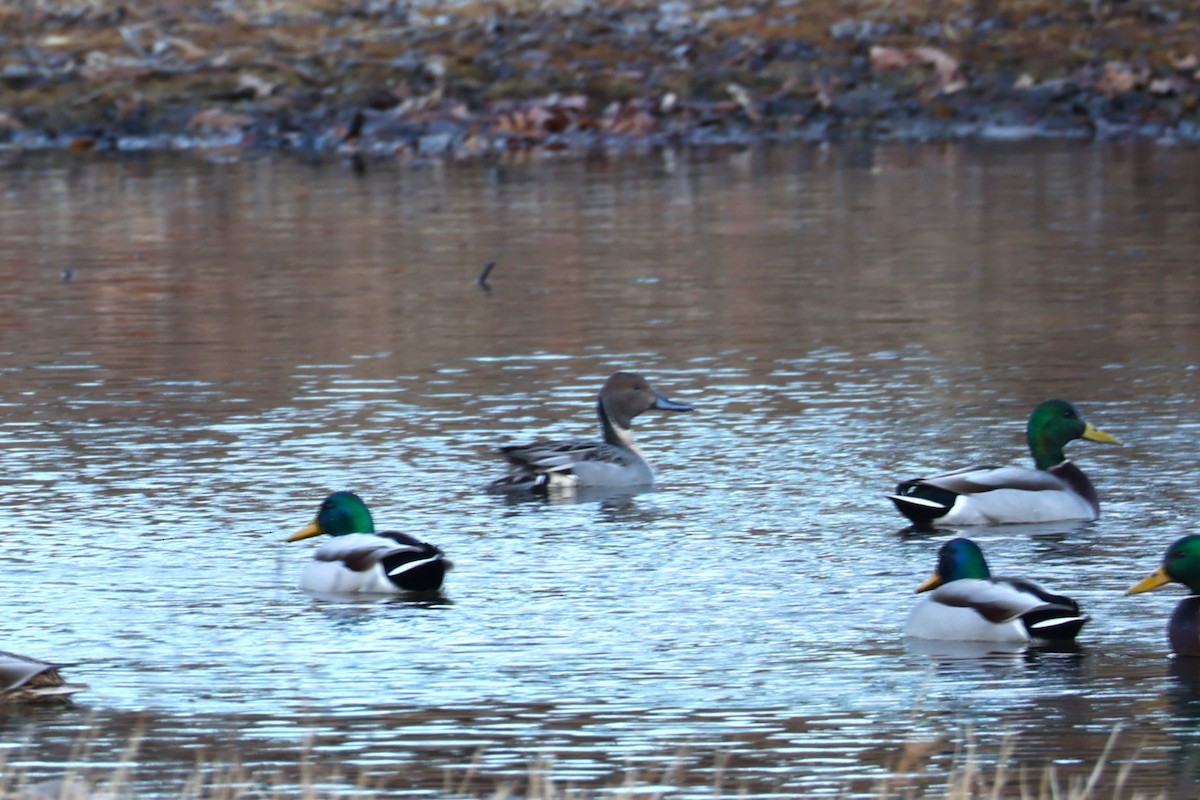 Northern Pintail - ML646741703