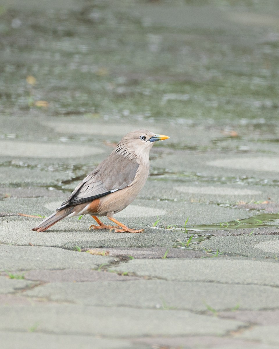 Chestnut-tailed Starling - ML646741704