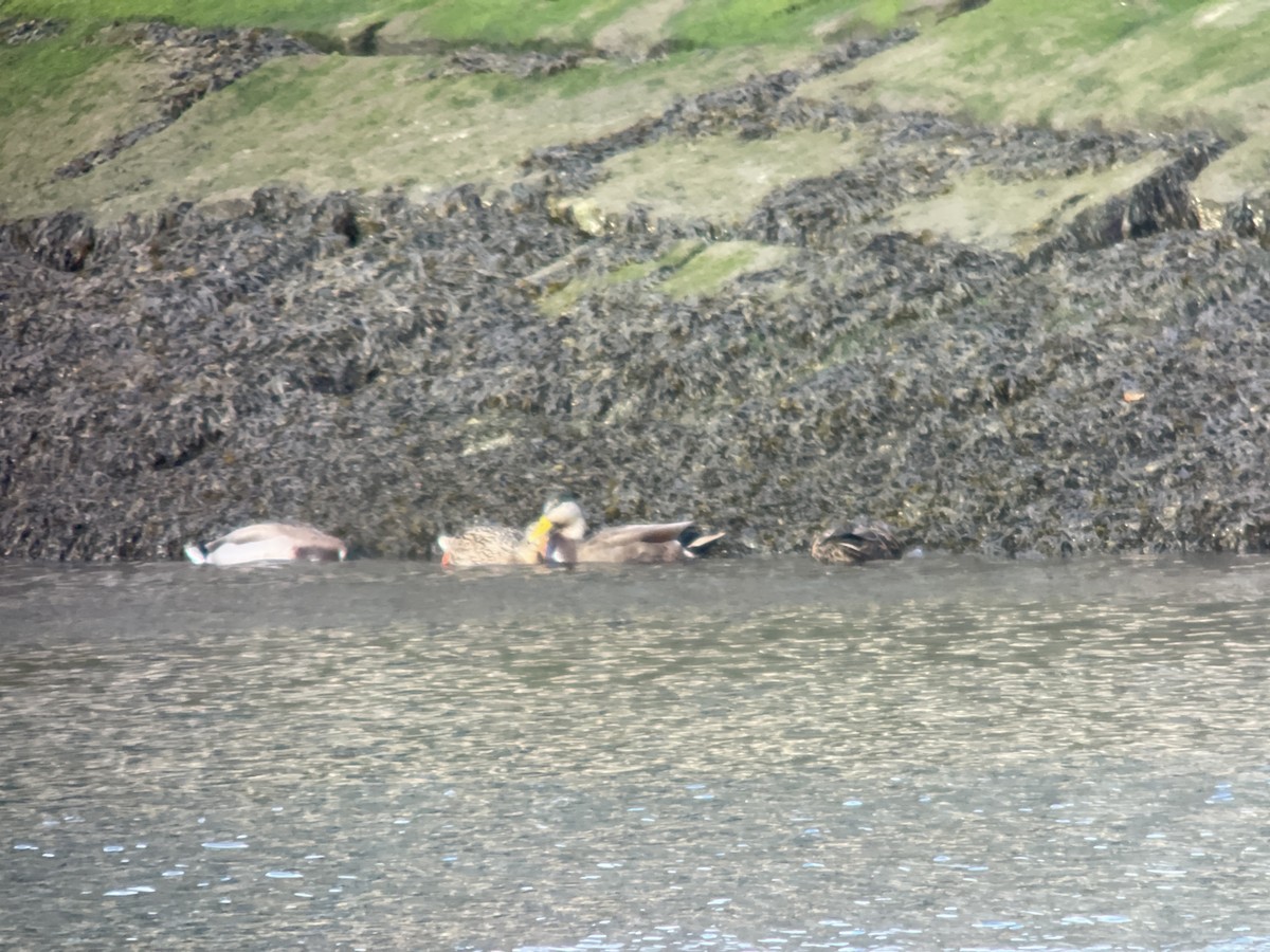 Mallard x American Black Duck (hybrid) - ML646741706