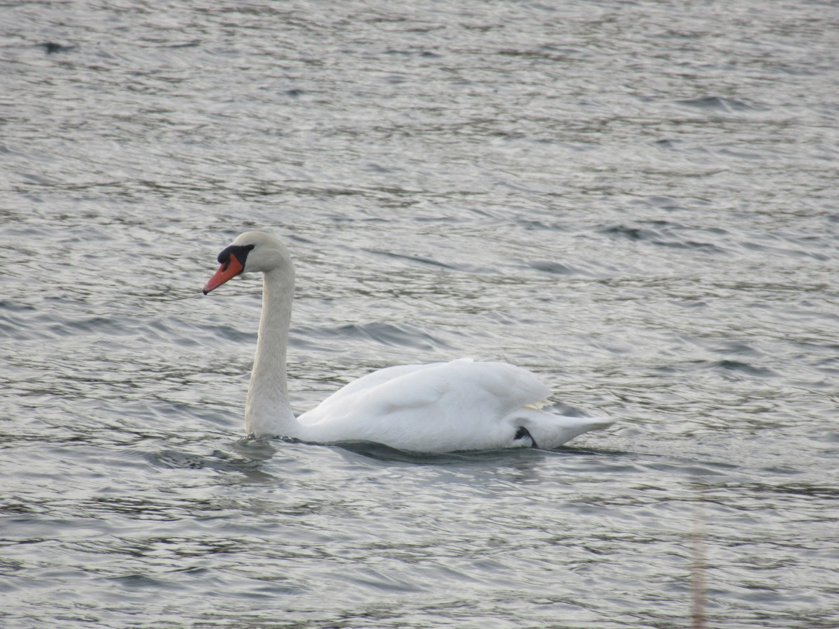 Cygne tuberculé - ML646741707