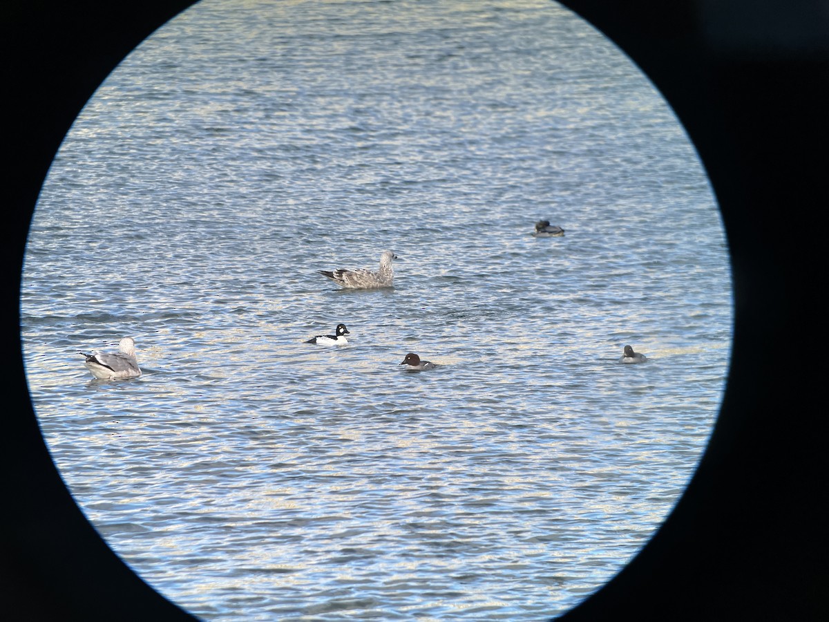 Алаг шунгаач - ML646741708