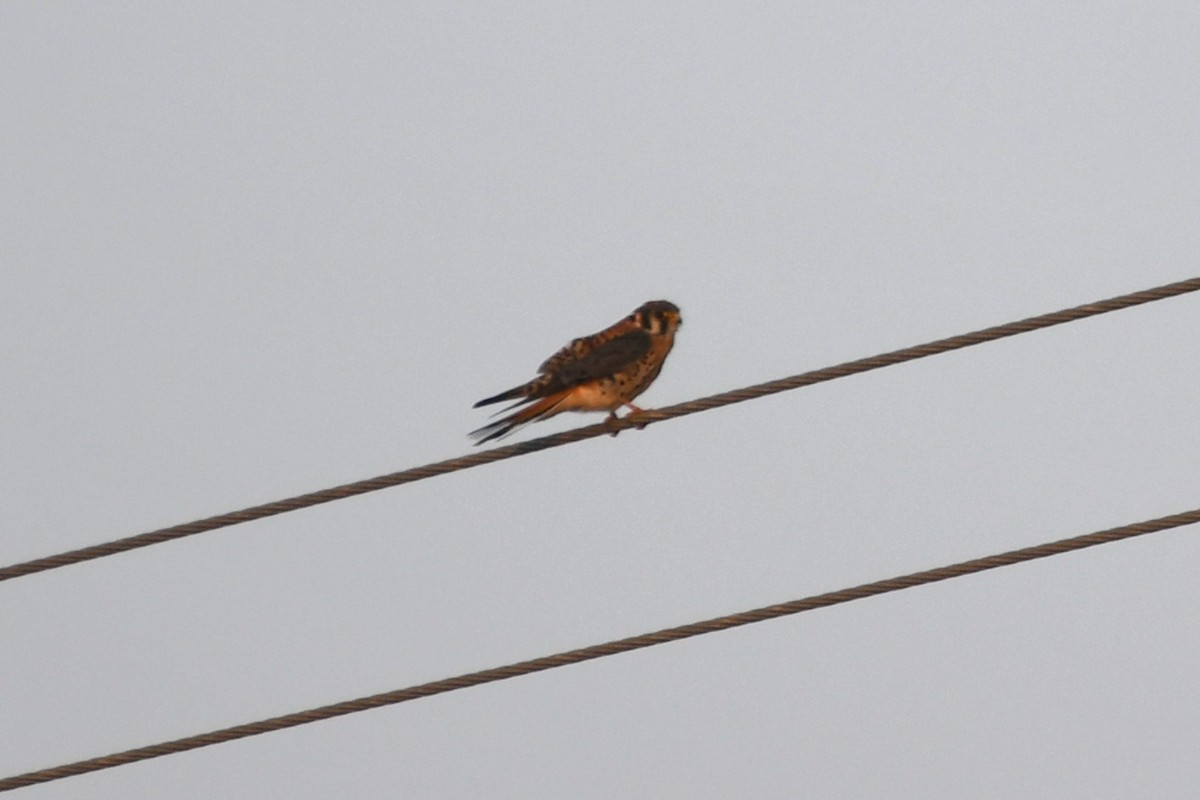 American Kestrel (Northern) - ML646741709