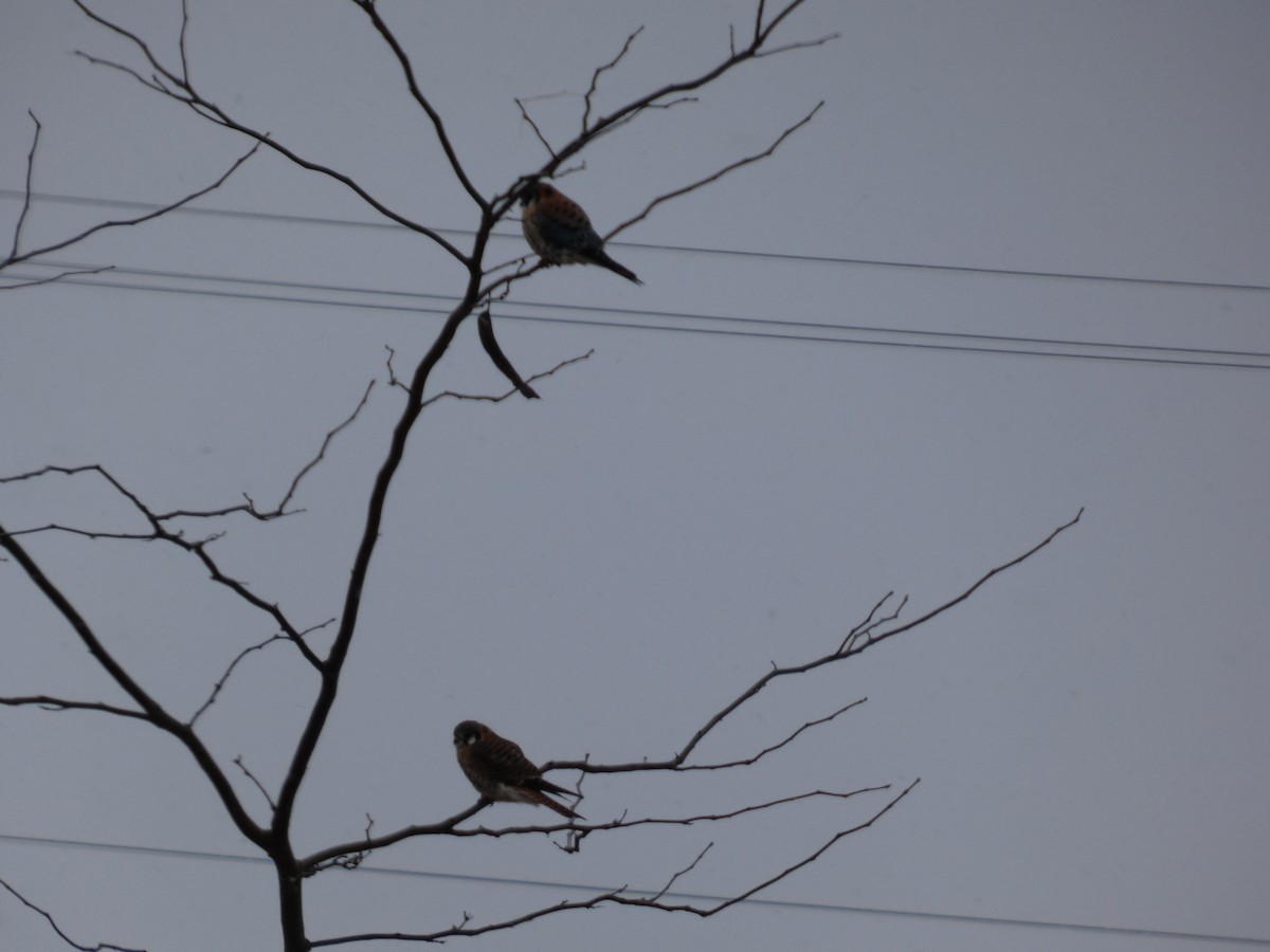 American Kestrel - ML646741712