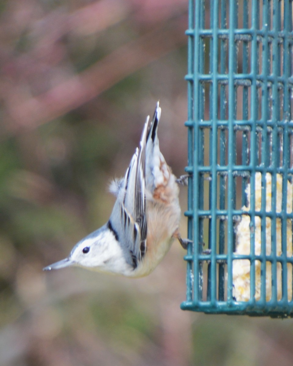 White-breasted Nuthatch - ML646741714
