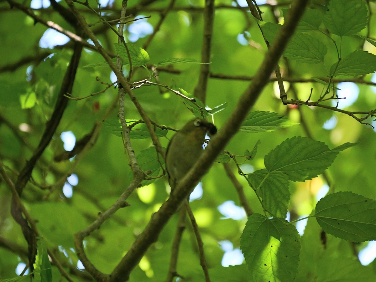 Malagasy White-eye - ML646741715