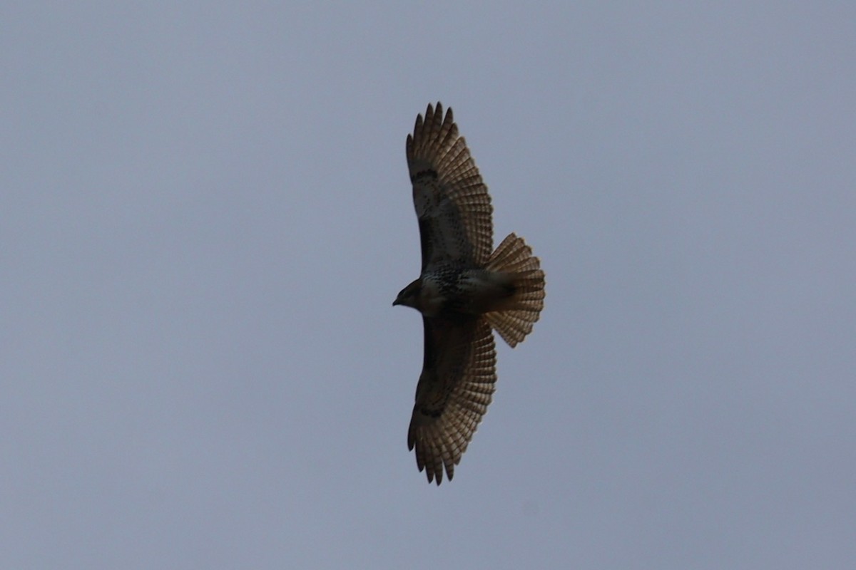 Red-tailed Hawk - ML646741716