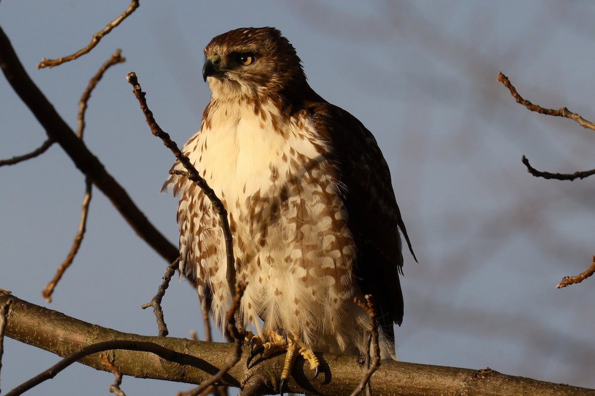 Red-tailed Hawk - ML646741717