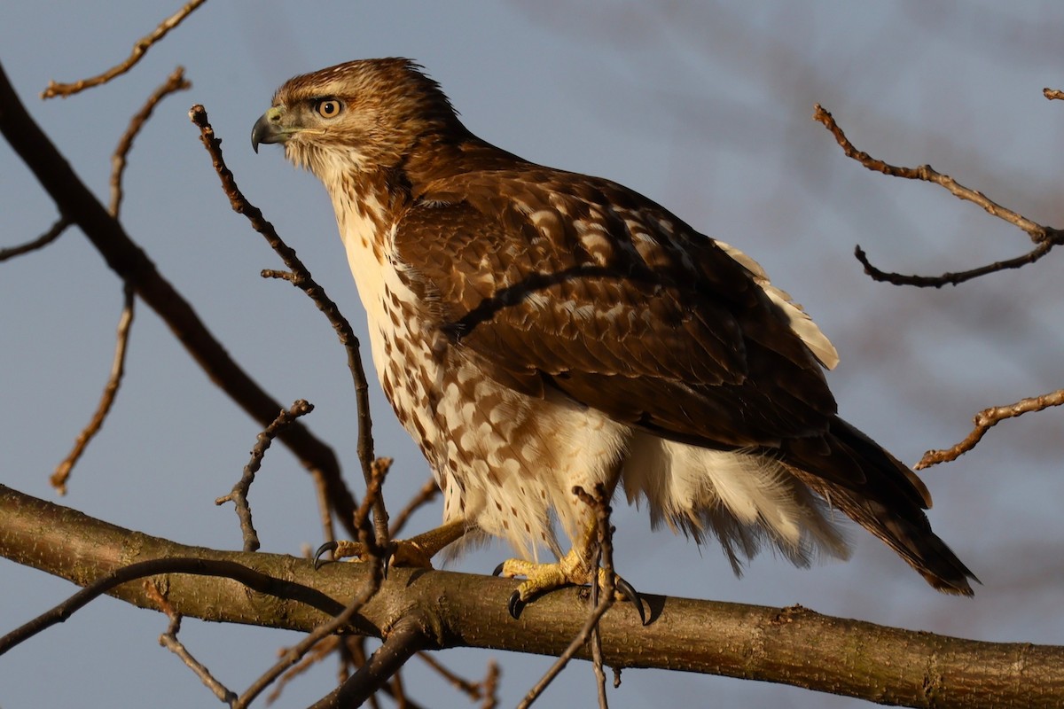 Red-tailed Hawk - ML646741718