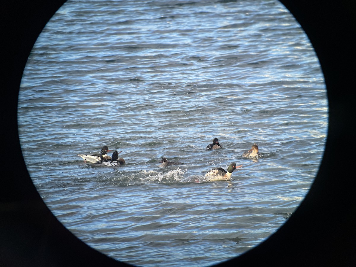 Сэвгэр бохио - ML646741719